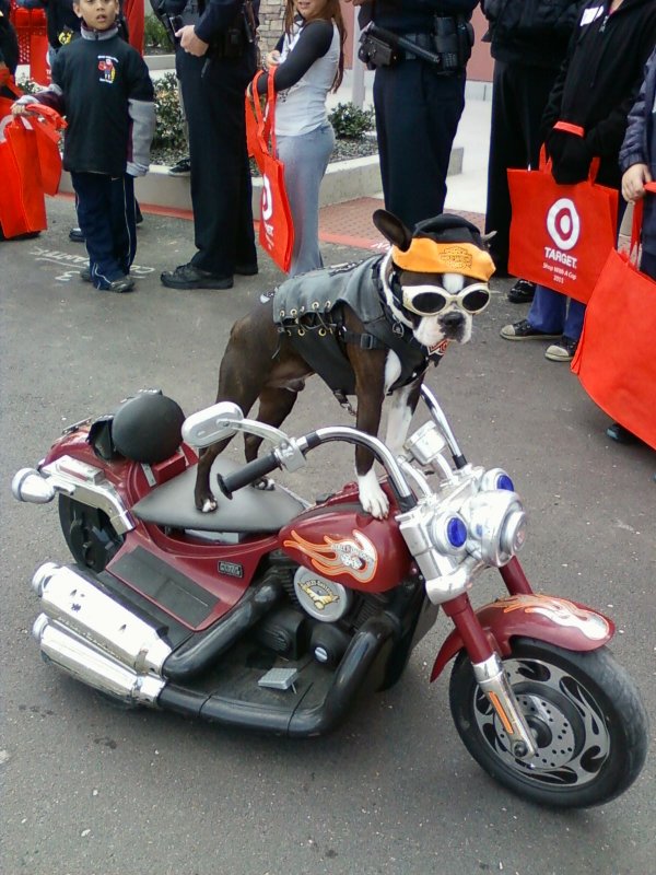 Biker Dog.jpg